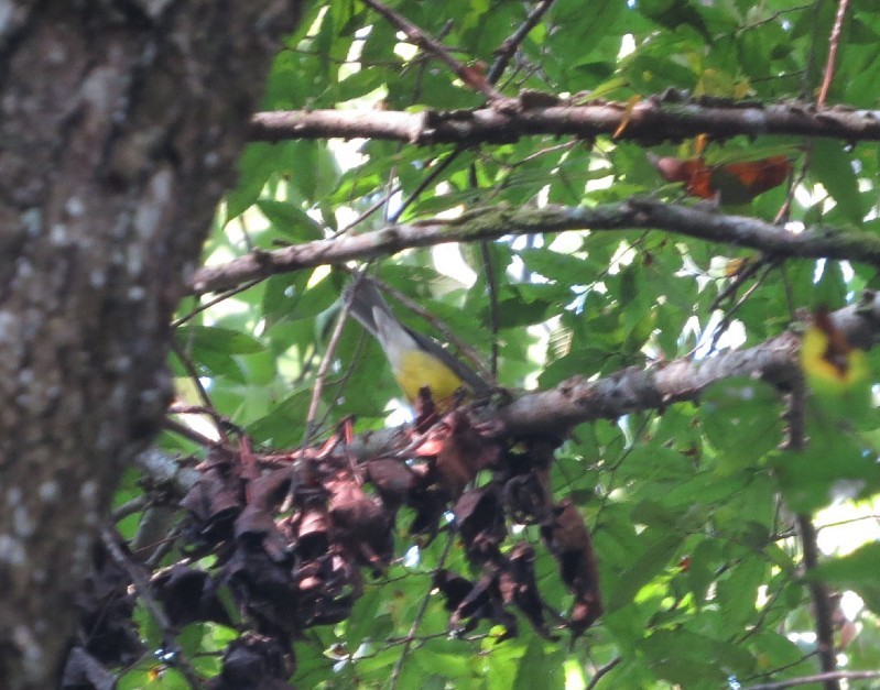 Canada Warbler - ML623921368