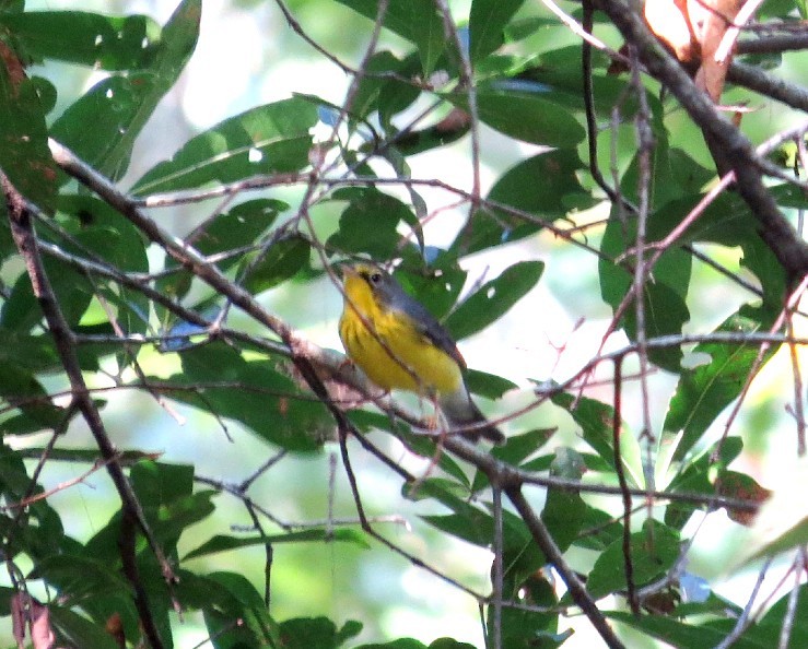 Canada Warbler - ML623921379