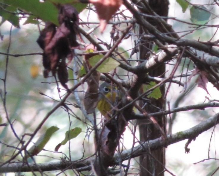 Canada Warbler - ML623921390