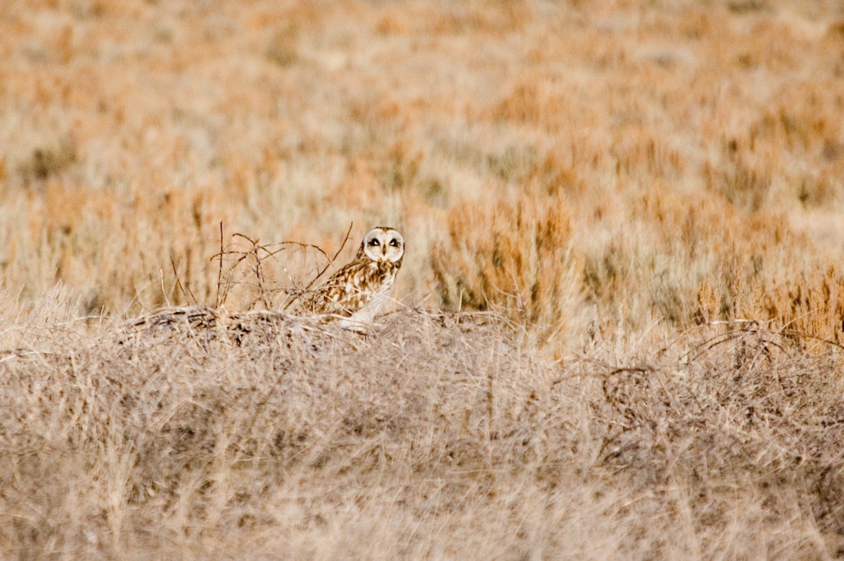 Short-eared Owl - ML623921391