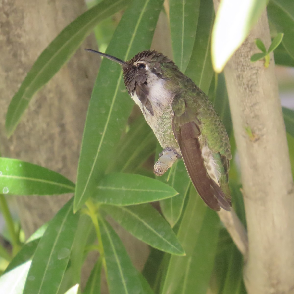 Colibrí de Costa - ML623921408