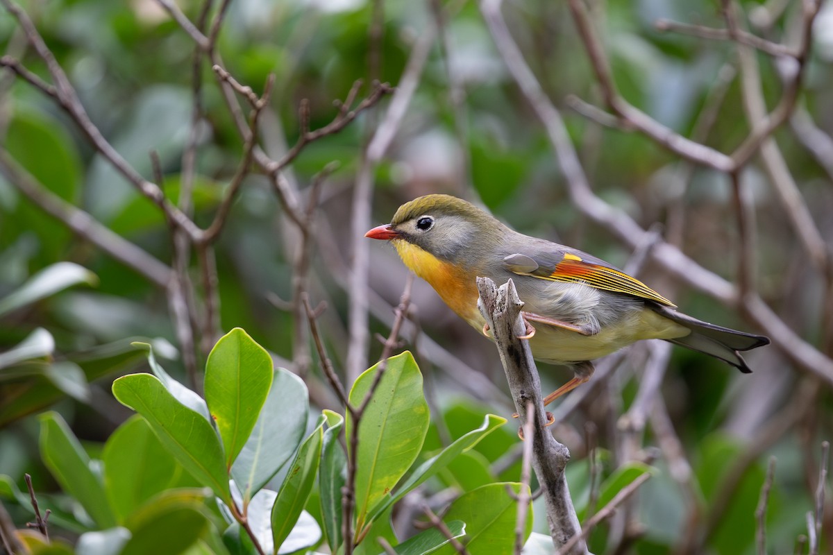 Red-billed Leiothrix - ML623921451