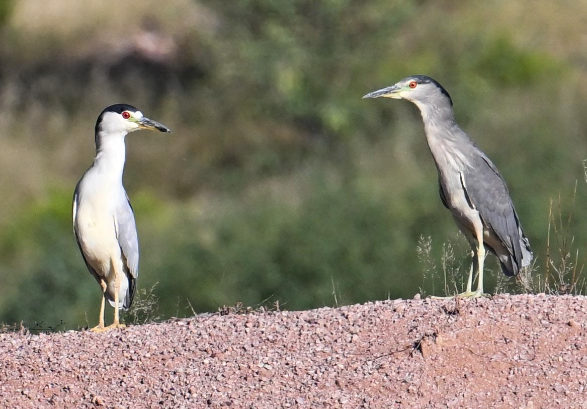 Black-crowned Night Heron - ML623921457