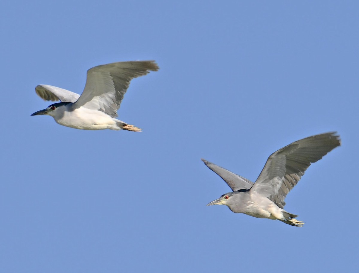 Black-crowned Night Heron - ML623921473