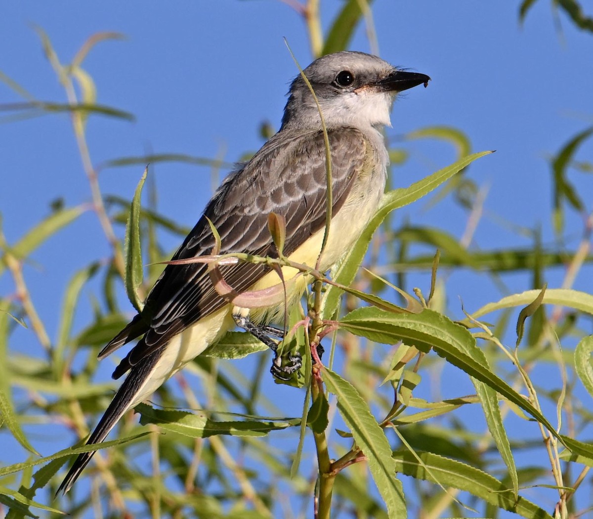 Western Kingbird - ML623921490