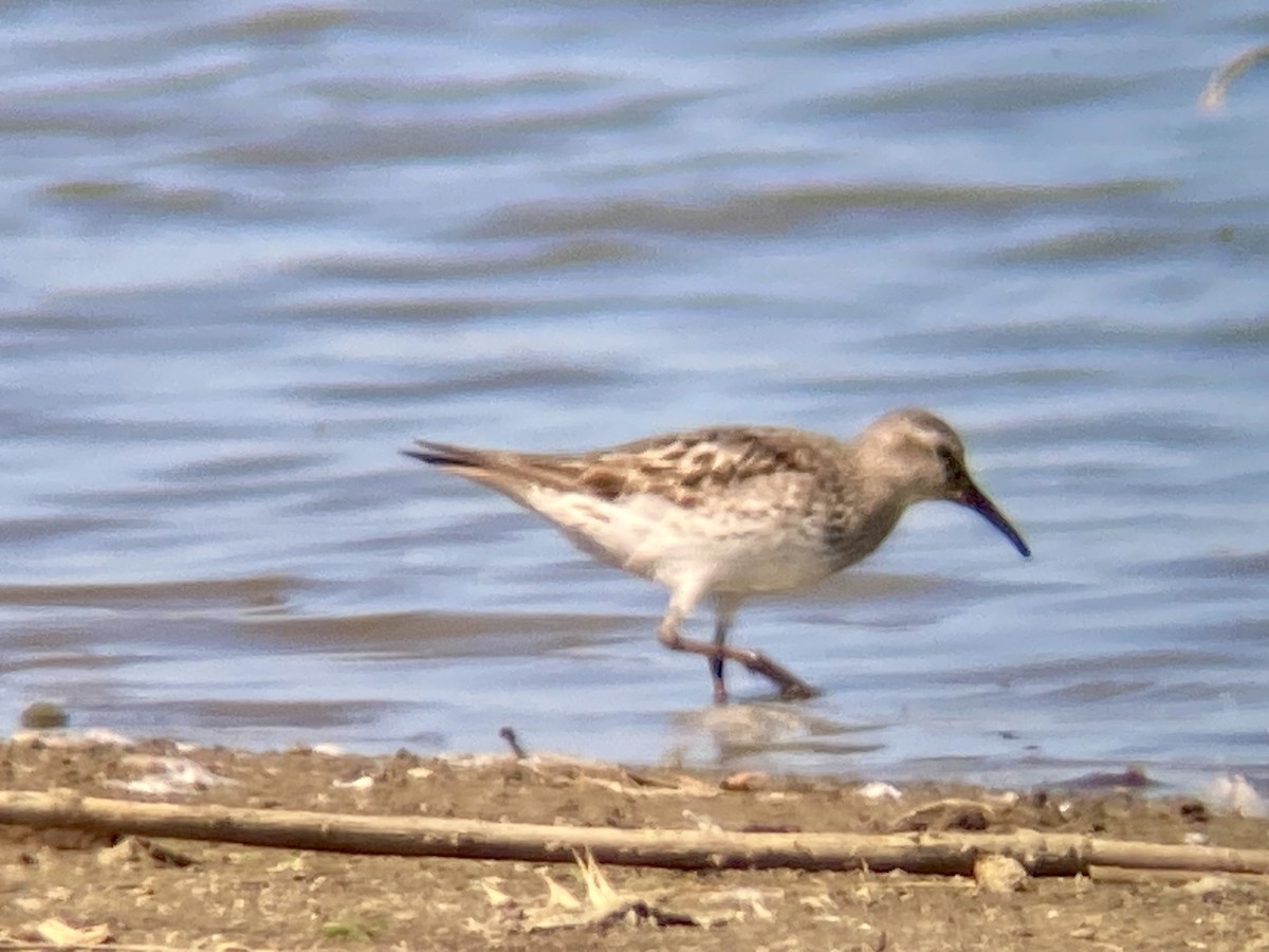 White-rumped Sandpiper - ML623921493