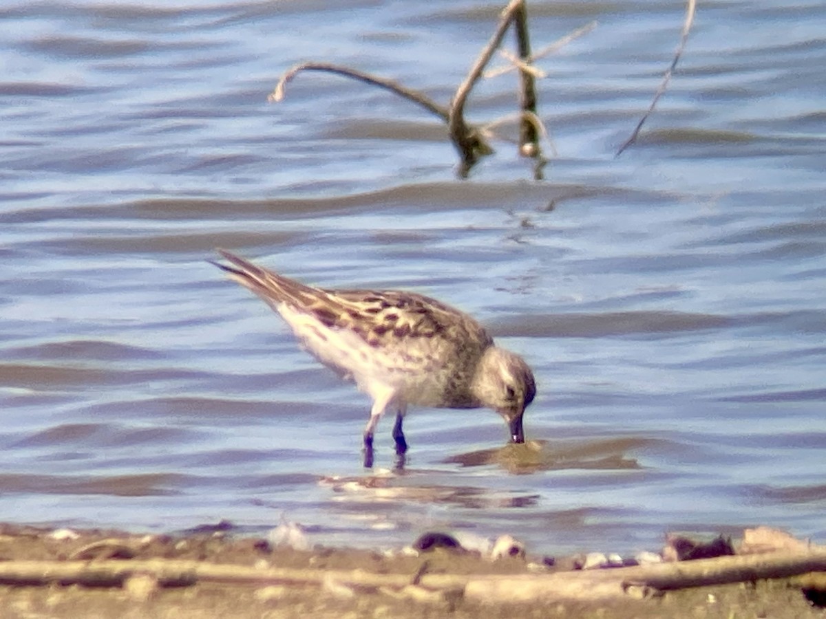 White-rumped Sandpiper - ML623921494