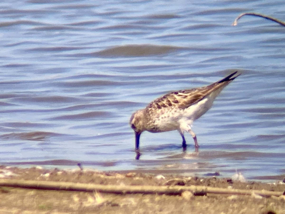 White-rumped Sandpiper - ML623921495