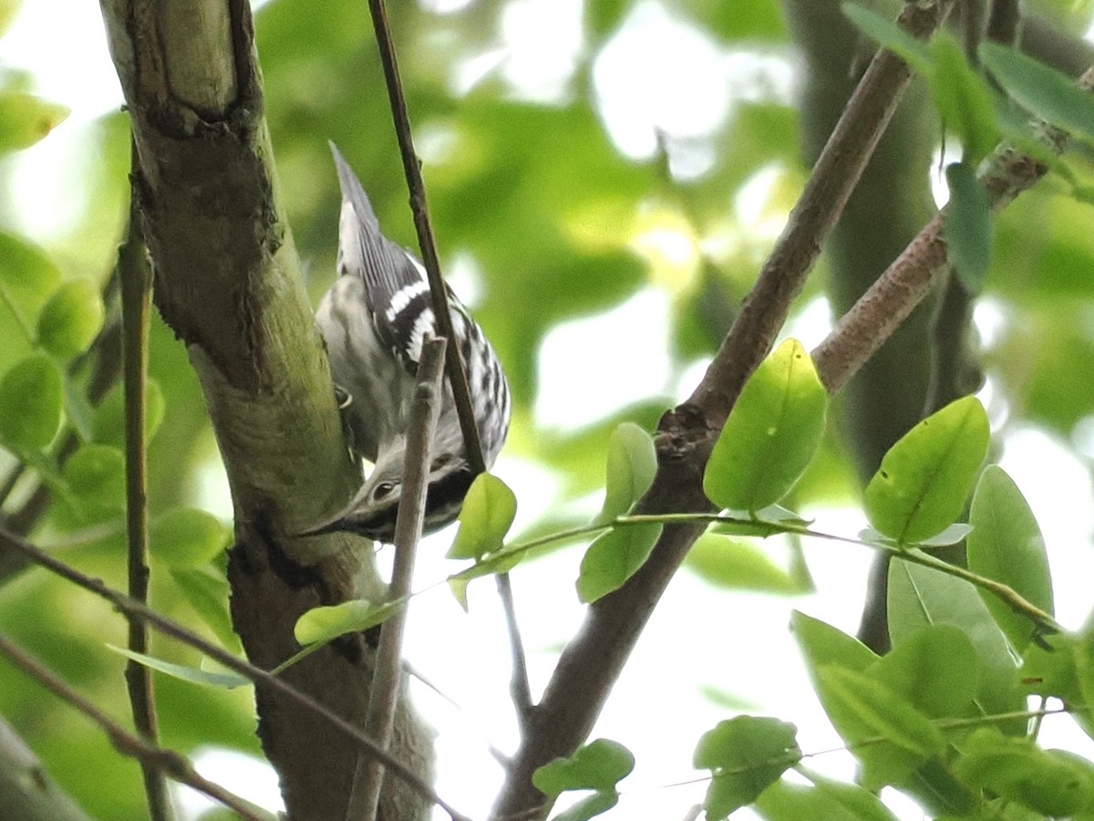 Black-and-white Warbler - Robert McNab