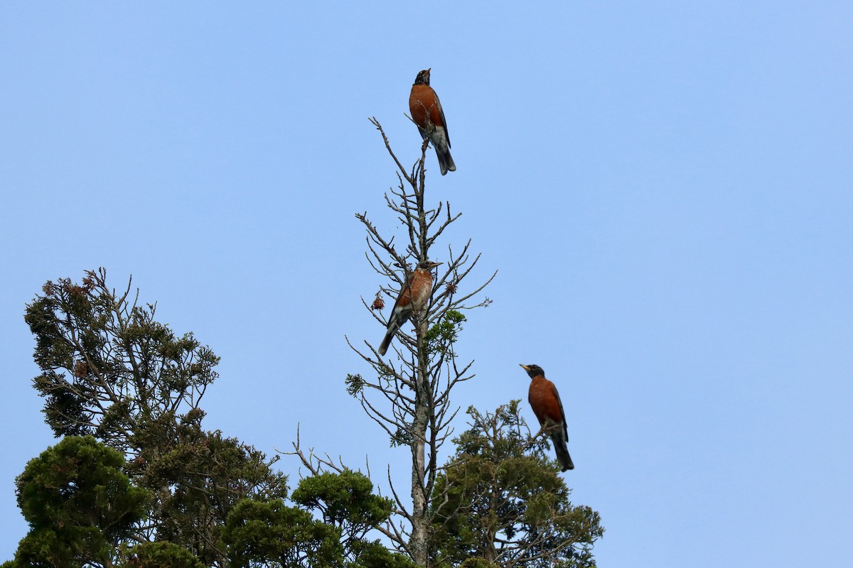 American Robin - ML623921576