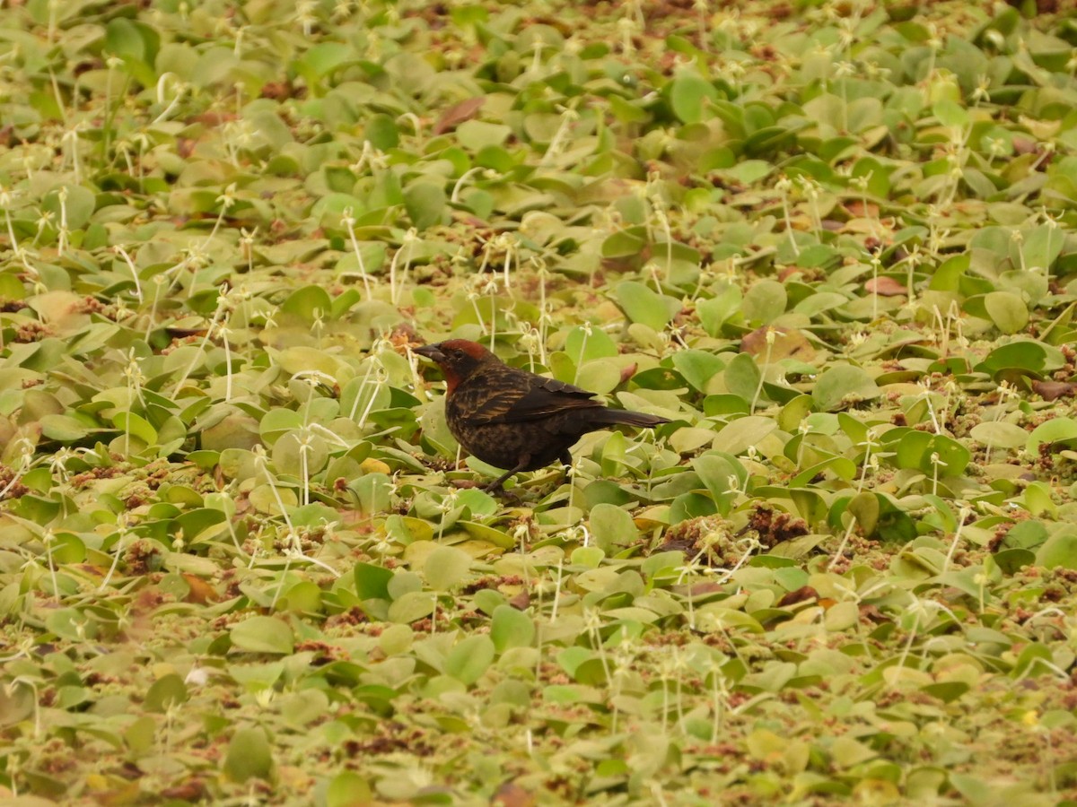 Chestnut-capped Blackbird - ML623921589