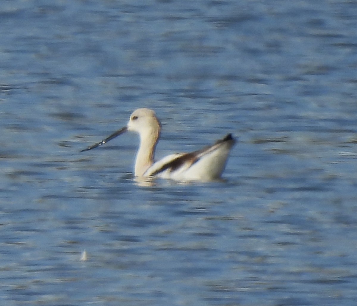 Avoceta Americana - ML623921590