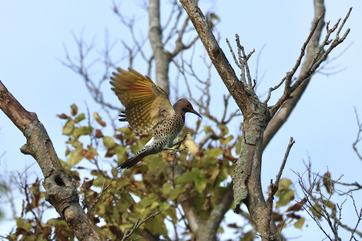 Northern Flicker - ML623921599