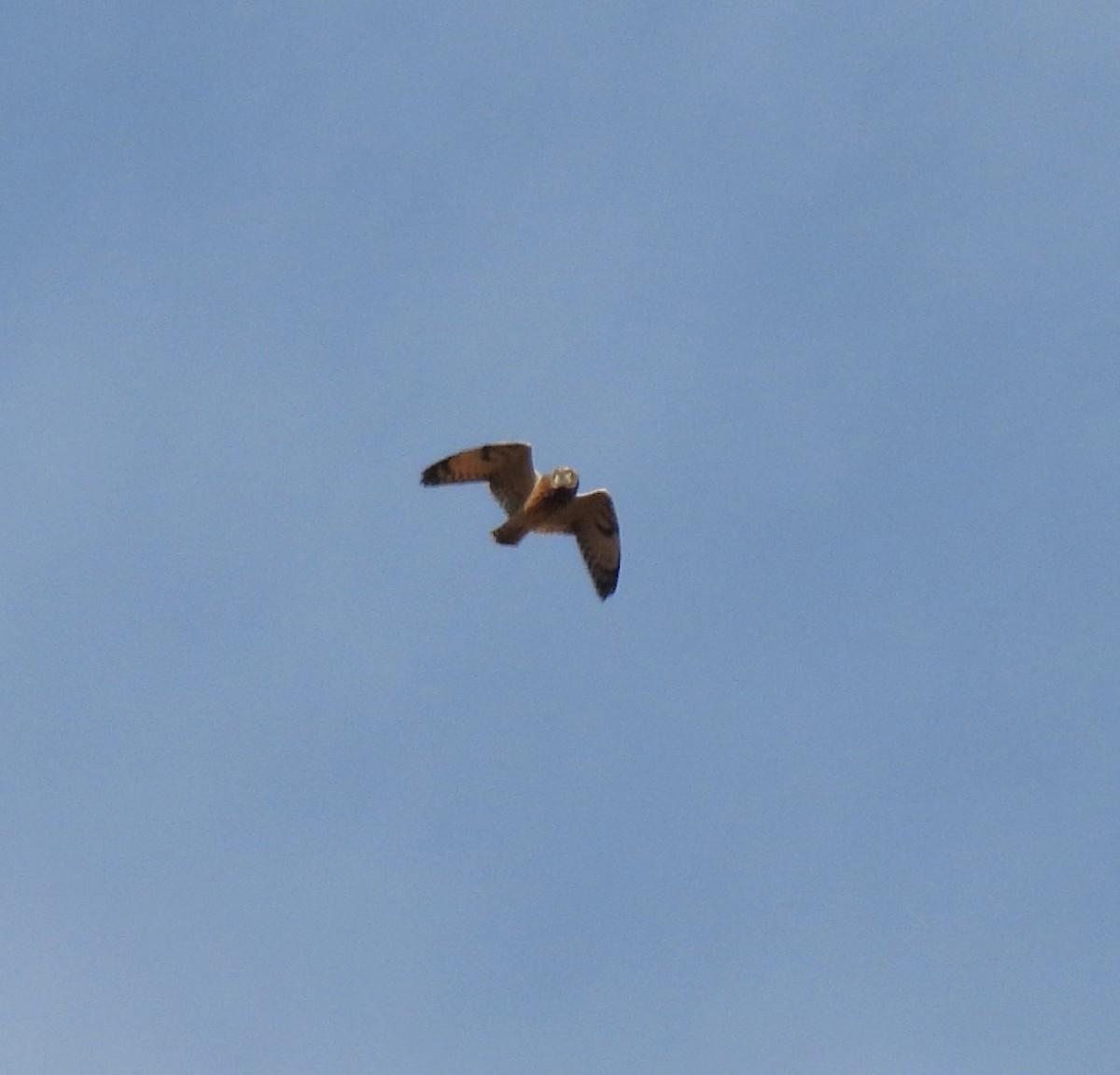 Short-eared Owl - ML623921601