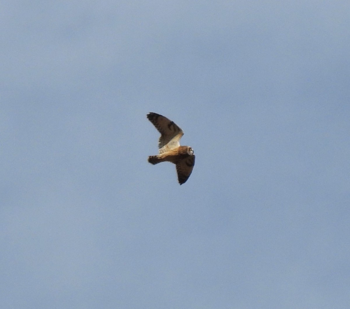 Short-eared Owl - ML623921602