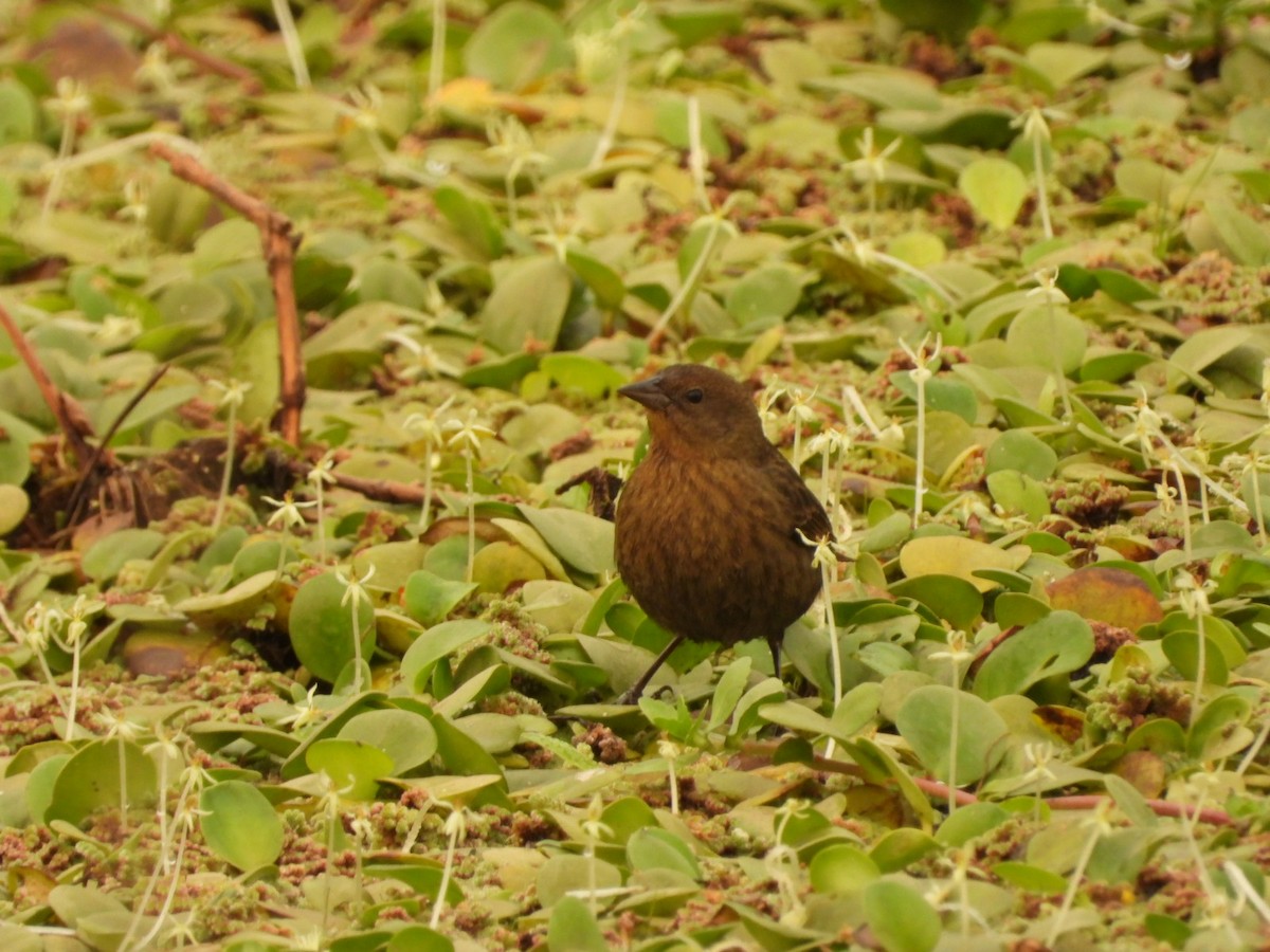 Chestnut-capped Blackbird - ML623921605