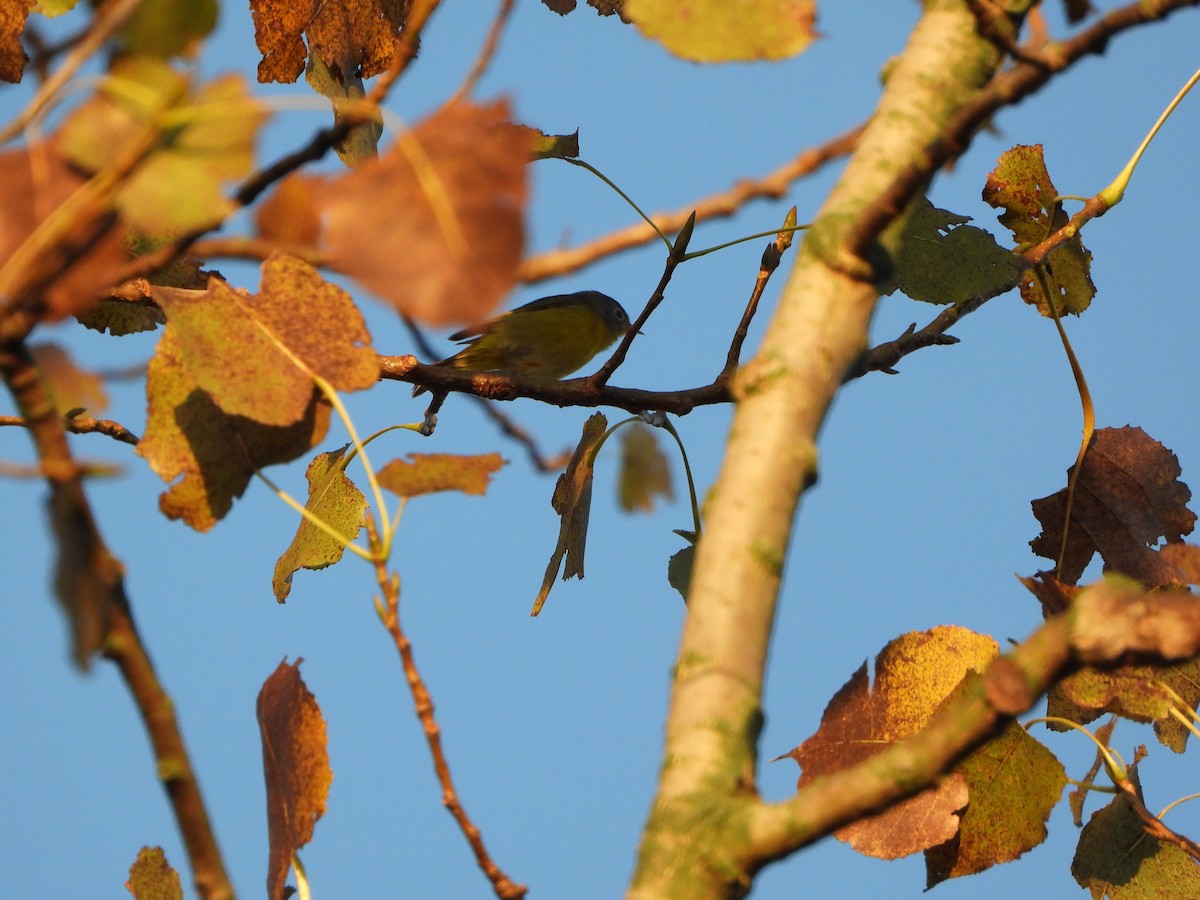 Nashville Warbler - Cathy Hagstrom