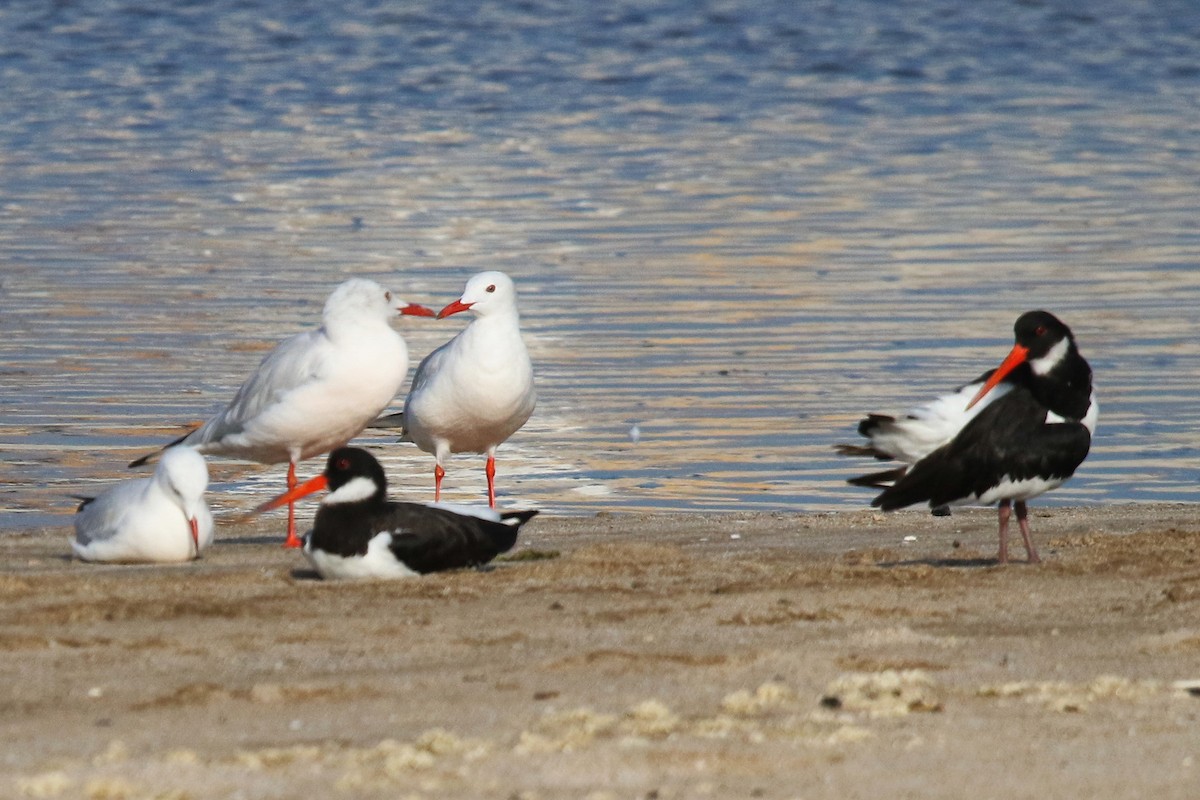 Eurasian Oystercatcher - ML623921609