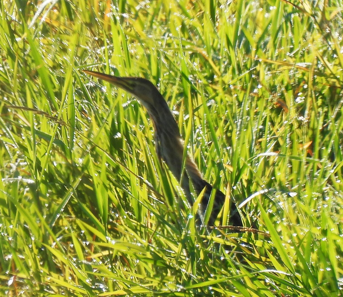 American Bittern - ML623921616