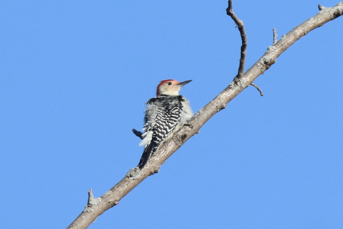 Red-bellied Woodpecker - ML623921622