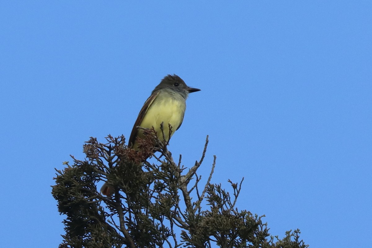 Great Crested Flycatcher - ML623921631