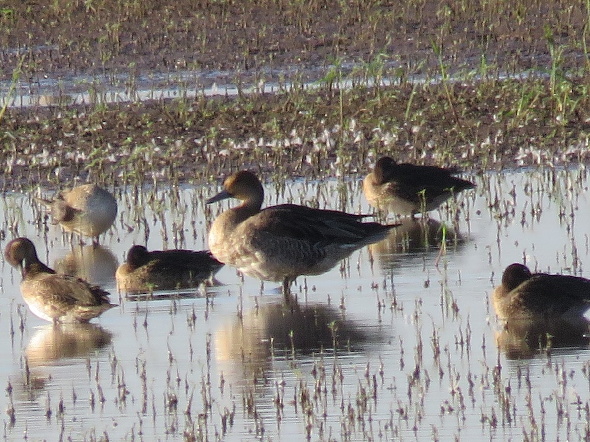 Northern Pintail - ML623921641