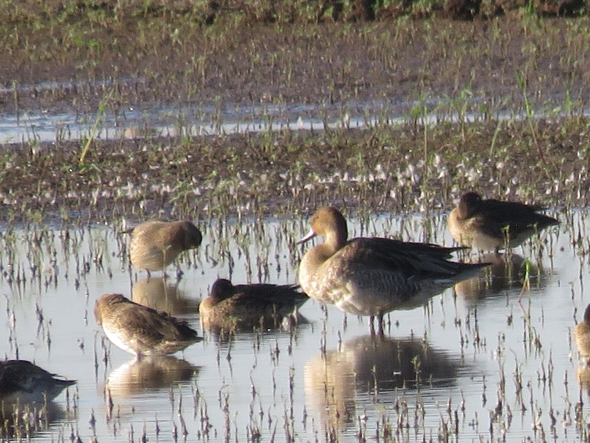 Northern Pintail - ML623921642