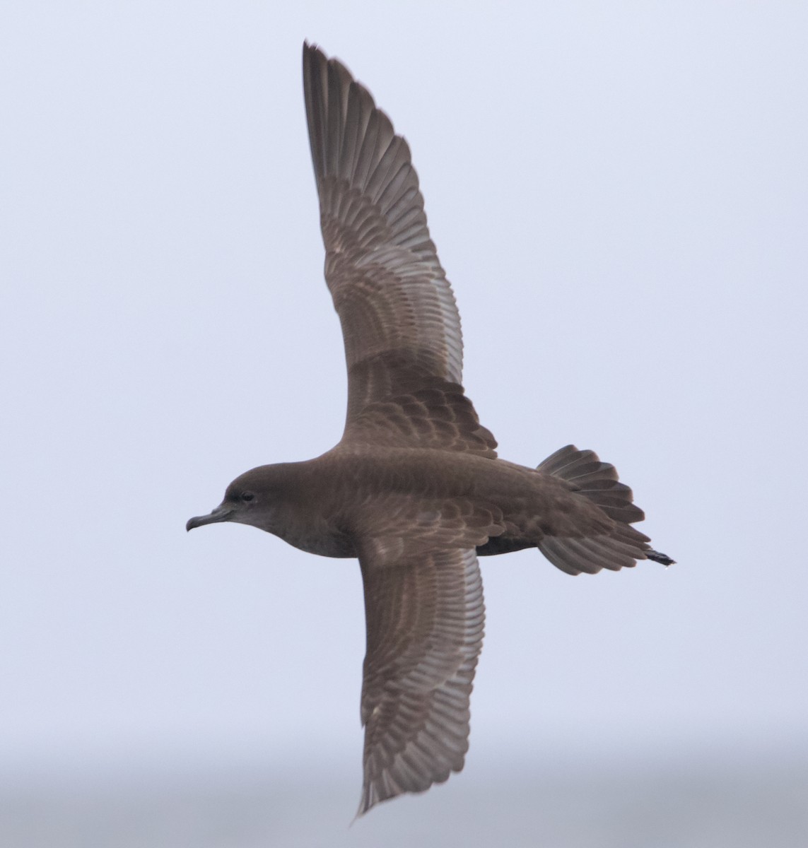 Short-tailed Shearwater - ML623921649