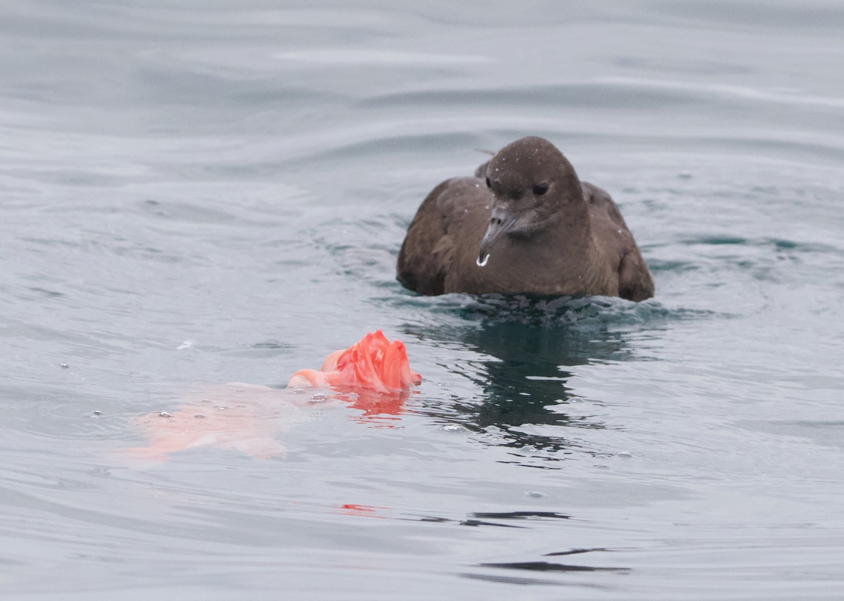 Sooty/Short-tailed Shearwater - ML623921676