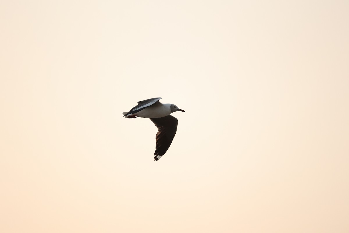 Gray-hooded Gull - ML623921698