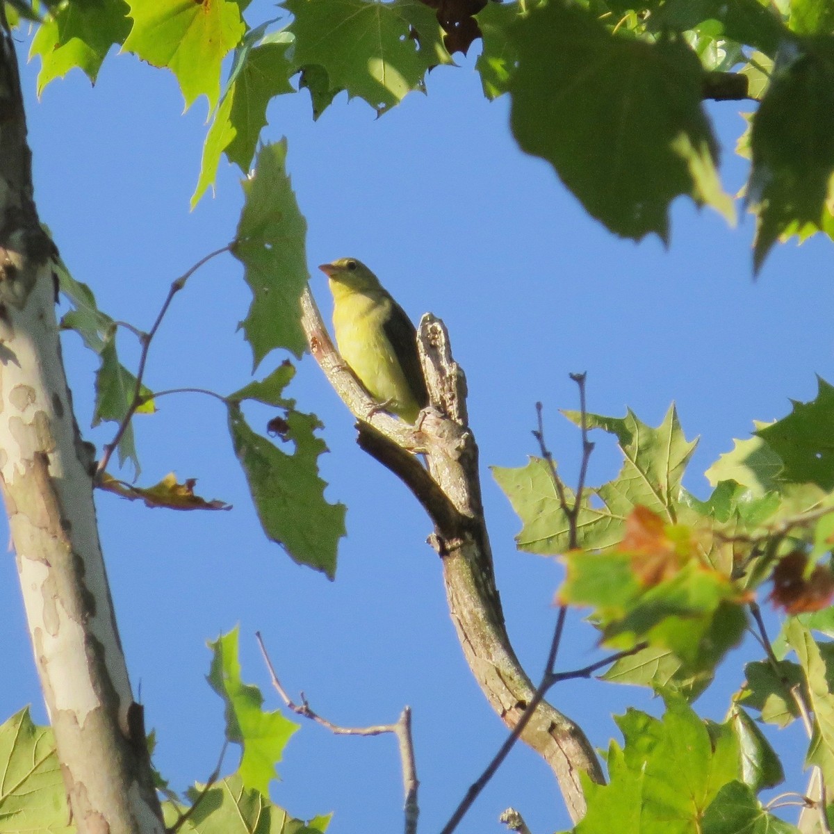 Scarlet Tanager - ML623921705