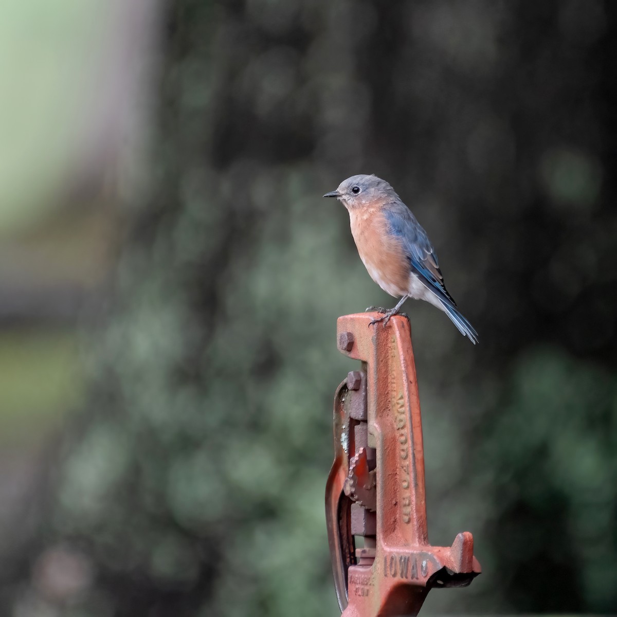 Eastern Bluebird - ML623921707