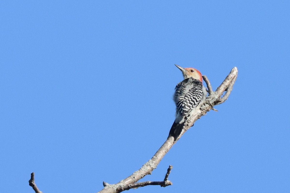 Red-bellied Woodpecker - ML623921713