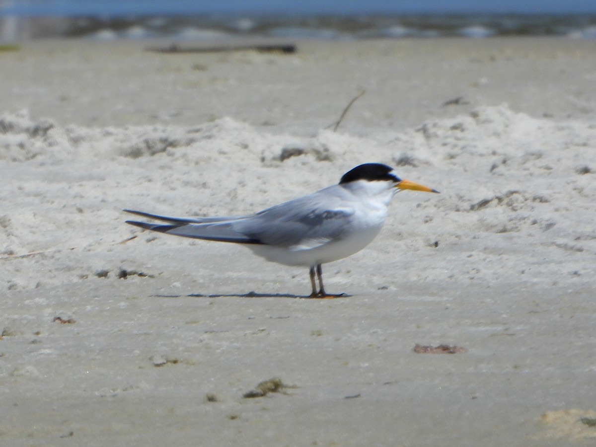 Least Tern - ML623921731