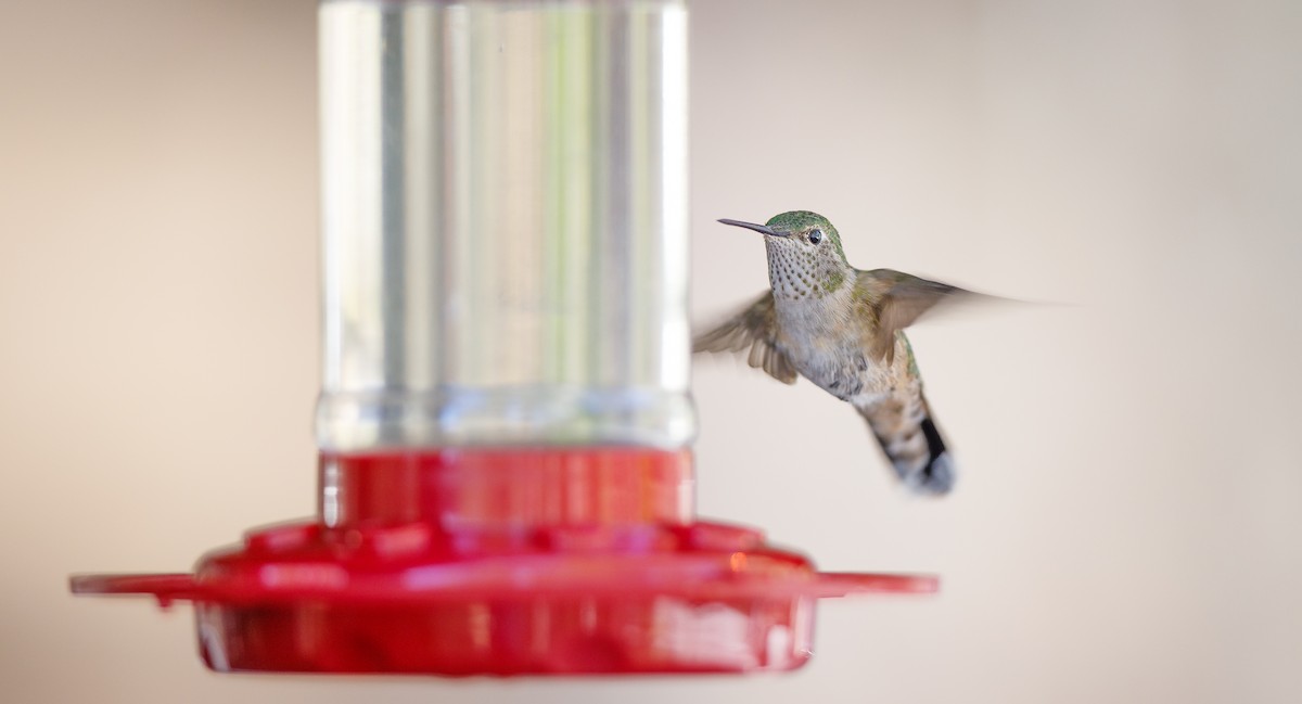 Broad-tailed Hummingbird - ML623921754