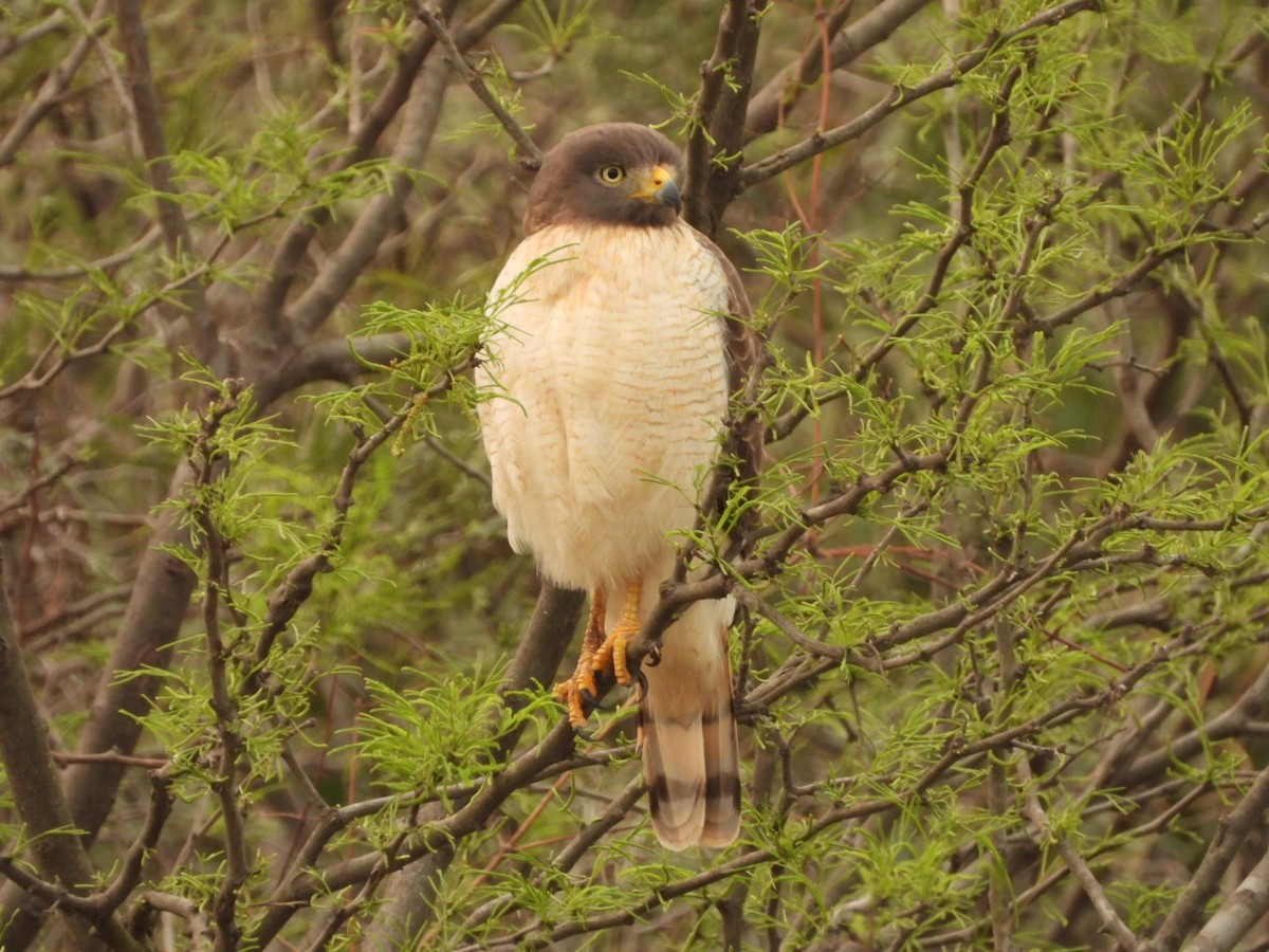 Roadside Hawk - ML623921757