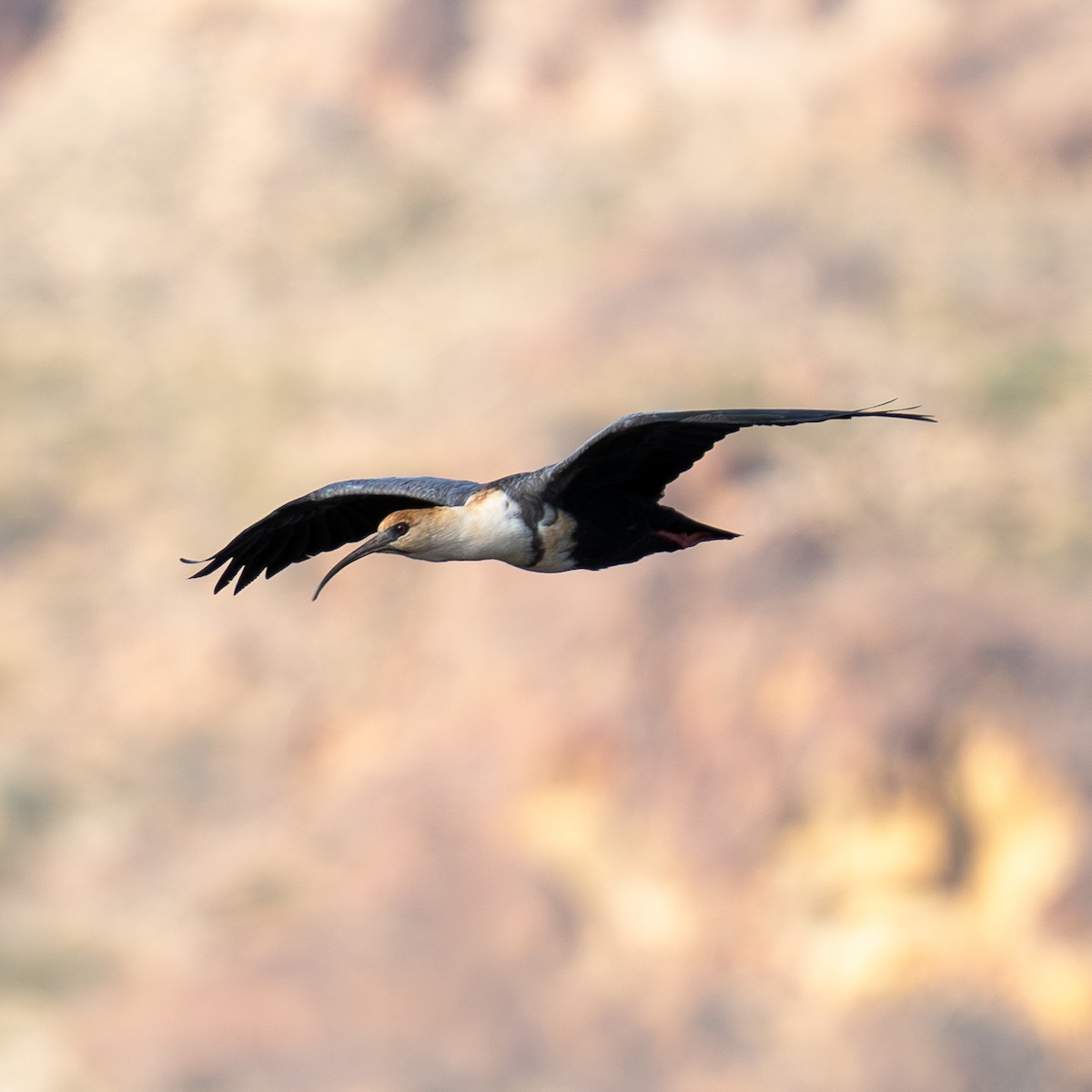 Black-faced Ibis - ML623921759