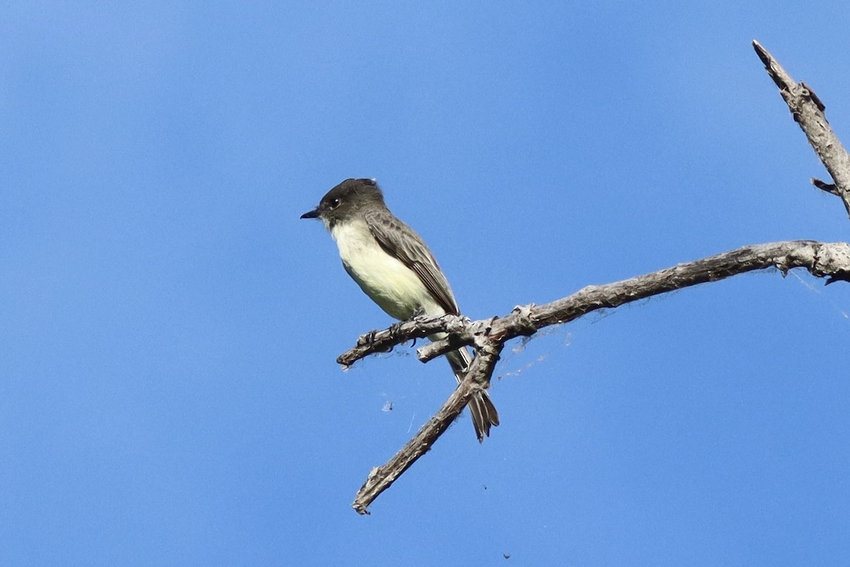 Eastern Phoebe - ML623921763