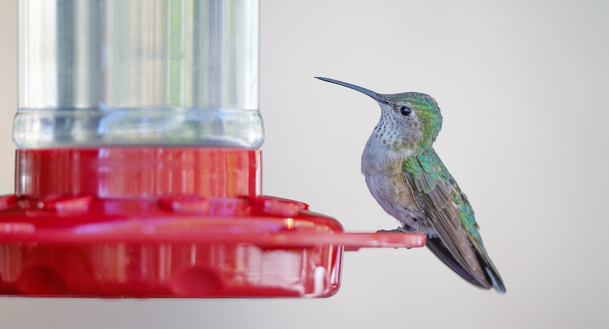 Broad-tailed Hummingbird - ML623921769