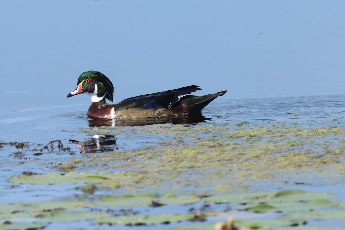 Wood Duck - ML623921784