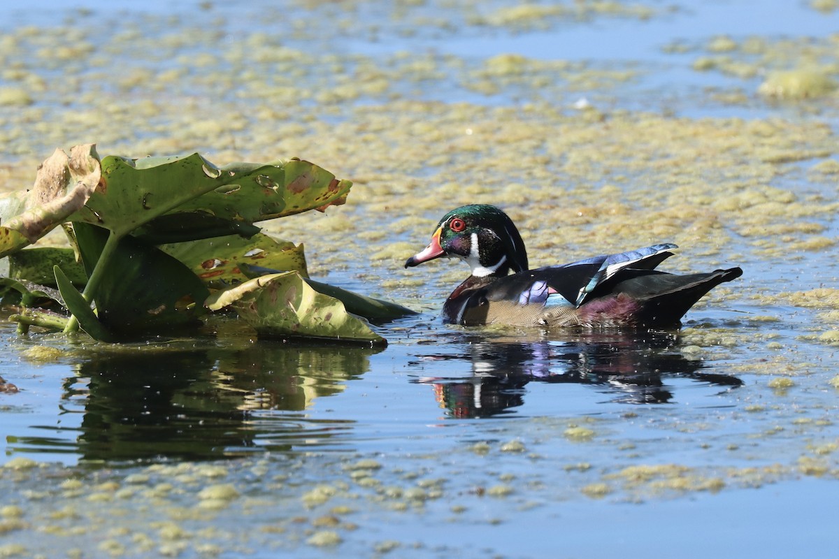 Wood Duck - ML623921785