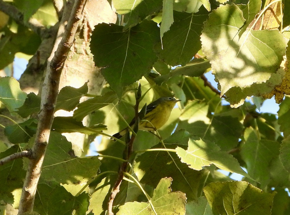 Magnolia Warbler - Cathy Hagstrom