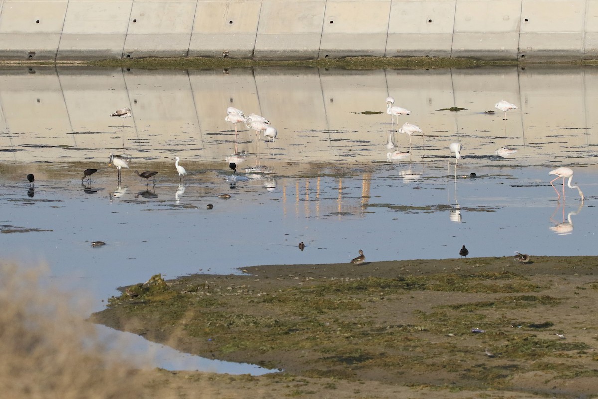 Greater Flamingo - ML623921814