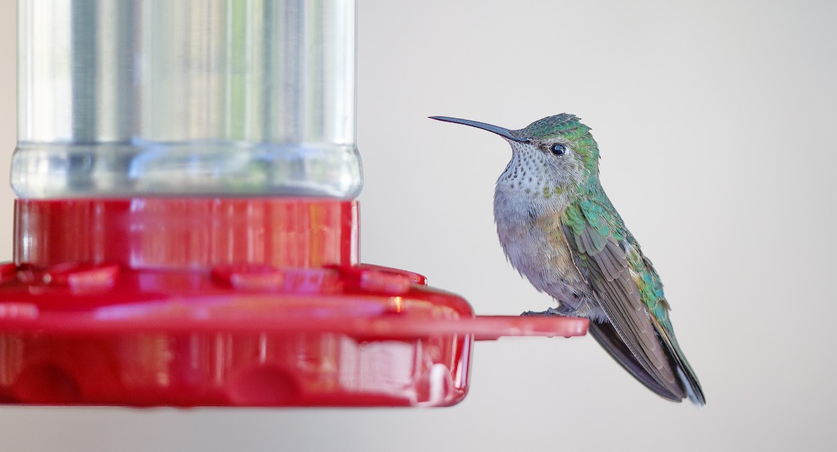 Broad-tailed Hummingbird - ML623921816