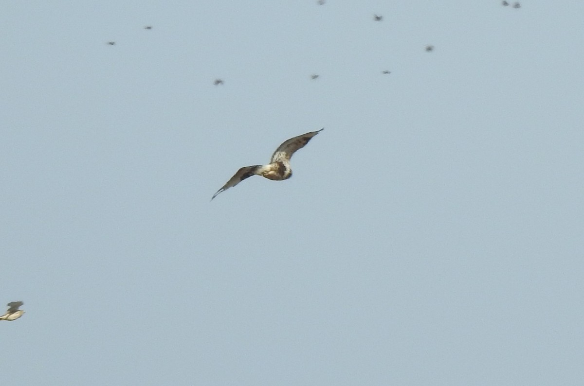 Rough-legged Hawk - ML623921832