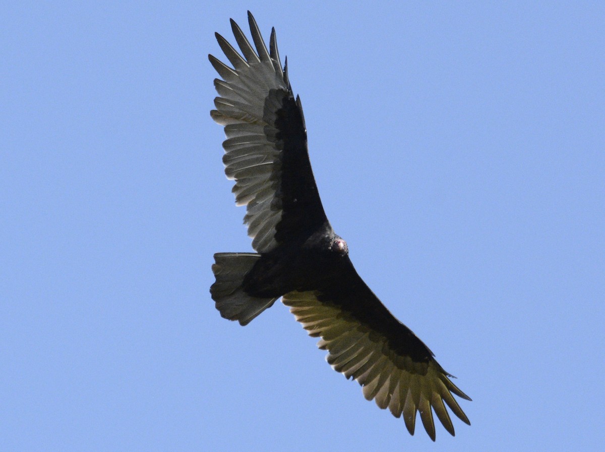 Turkey Vulture - ML623921833