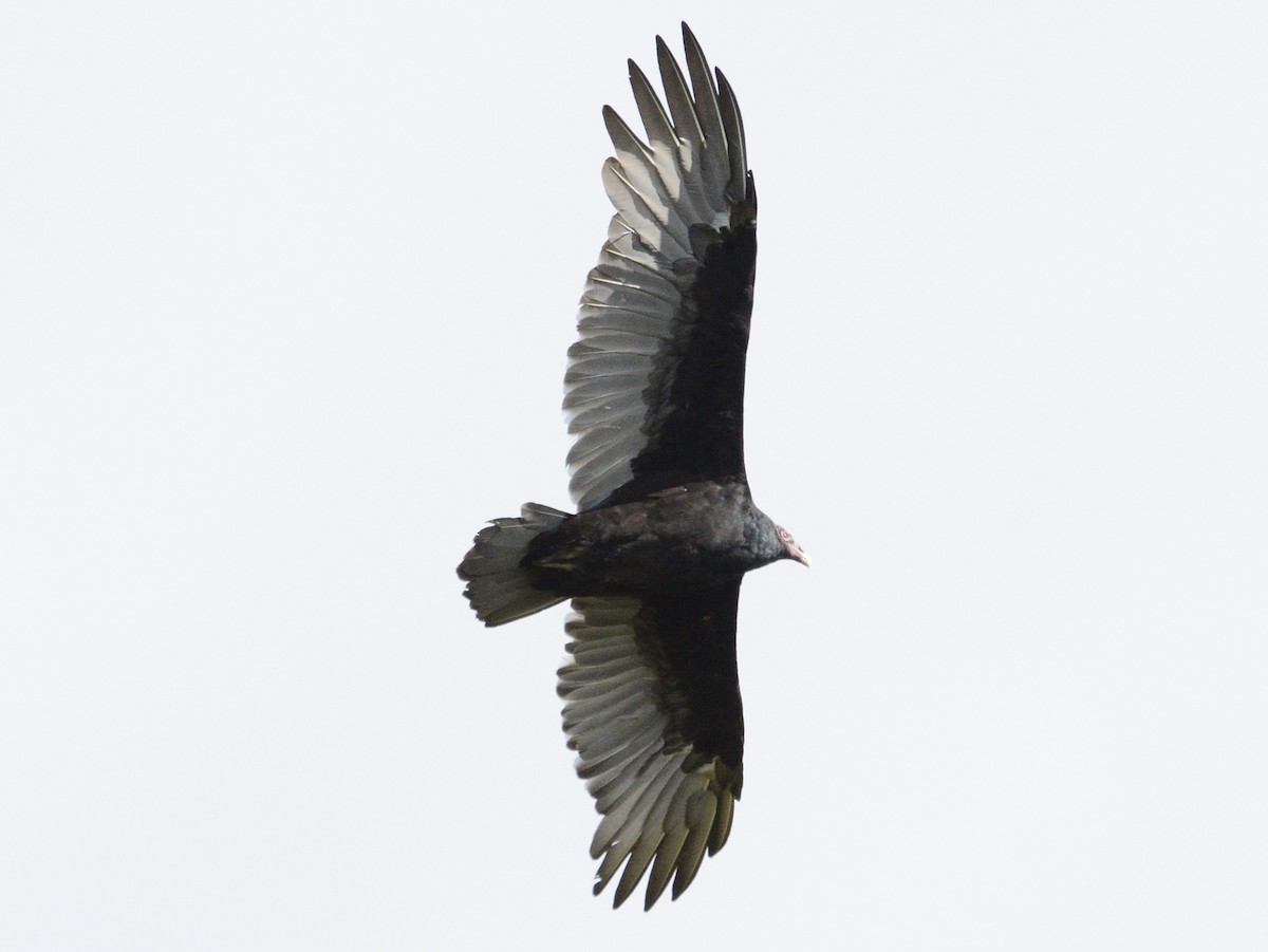 Turkey Vulture - ML623921834