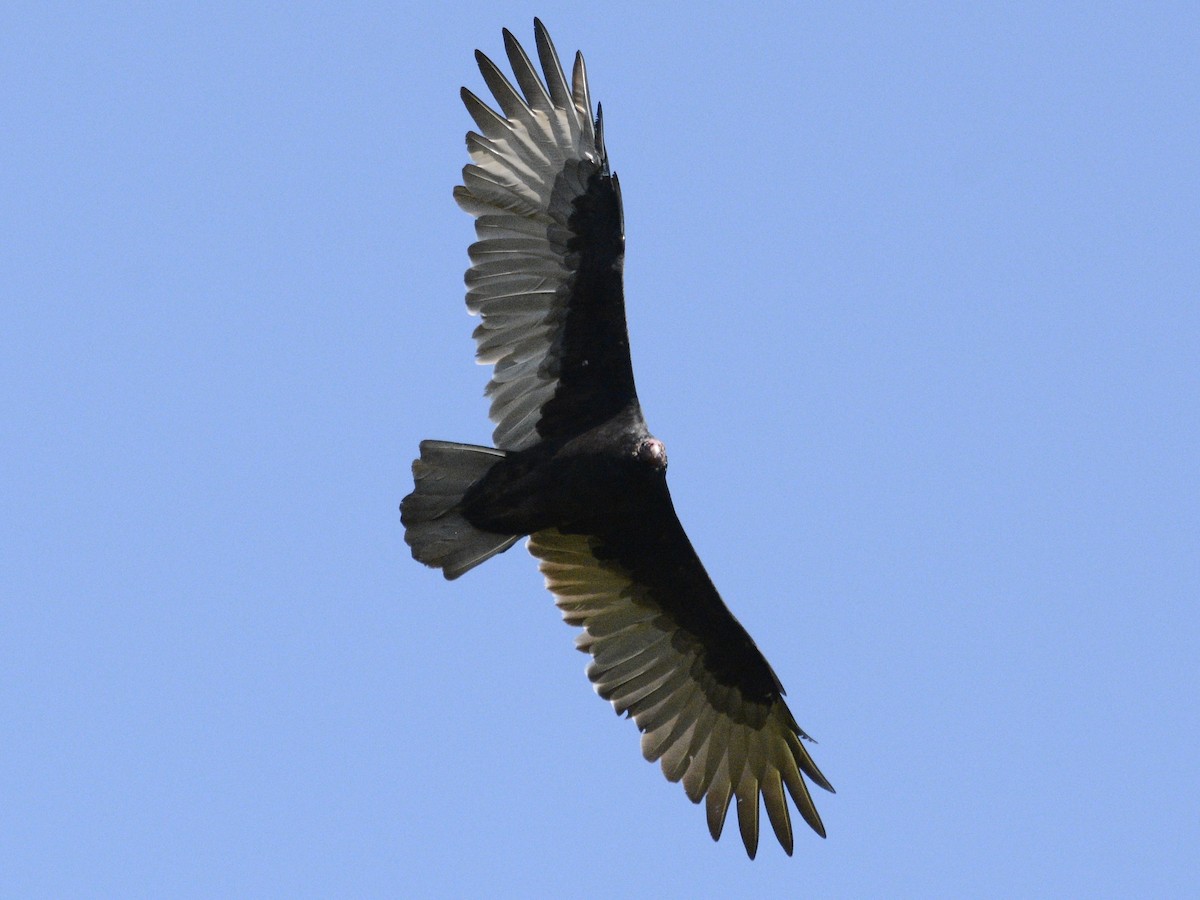 Turkey Vulture - ML623921835