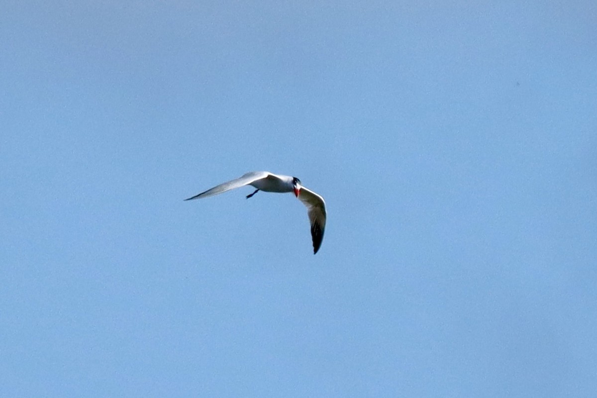 Caspian Tern - ML623921862