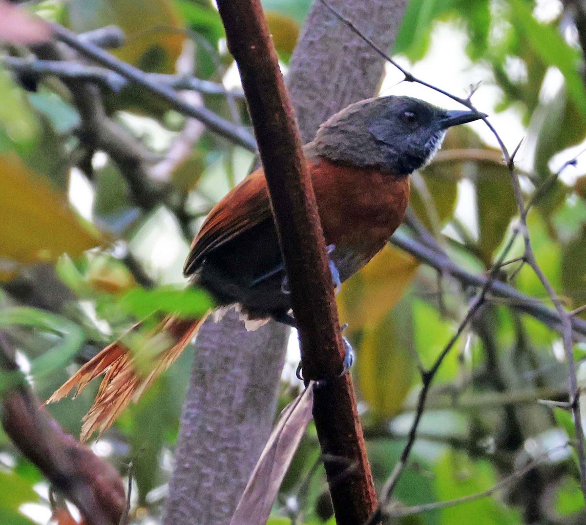 Rufous-breasted Spinetail - ML623921866